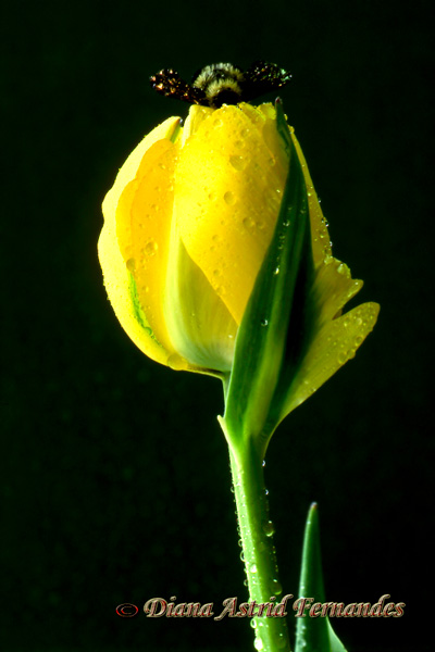 Bee-atop-yellow-tulip